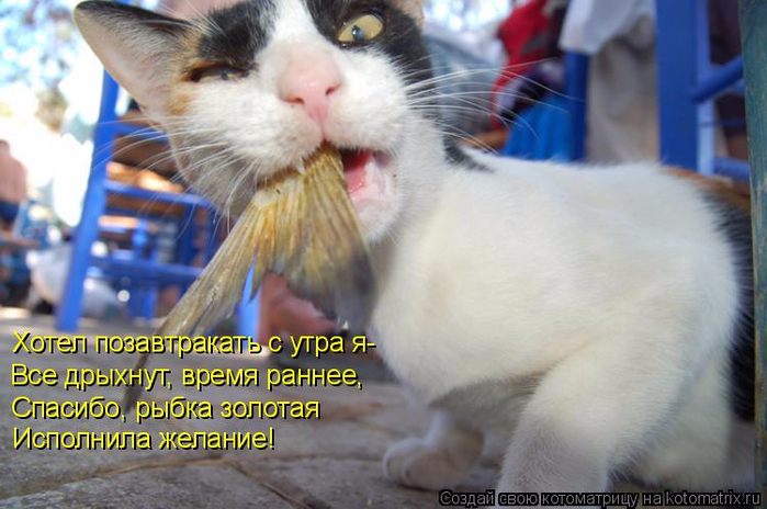 kotomatritsa_4 (700x464, 328Kb)