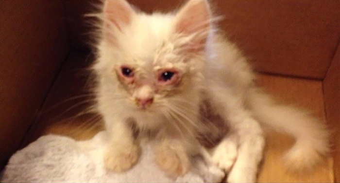 kitten-found-becomes-immensely-fluffy-1jpg (700x376, 201Kb)