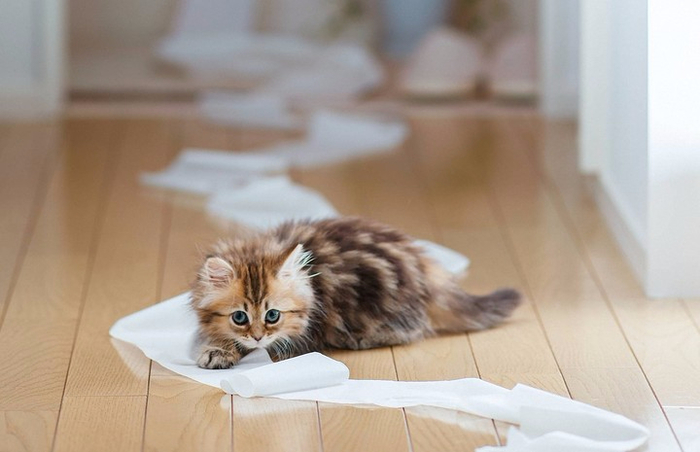 cat-kitten-daisy-ben-torode-toilet-paper-floor-boards (700x452, 228Kb)
