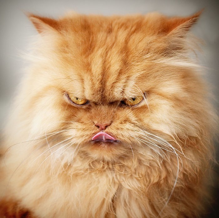 Гарфи, самый сердитый кот в мире (фото)