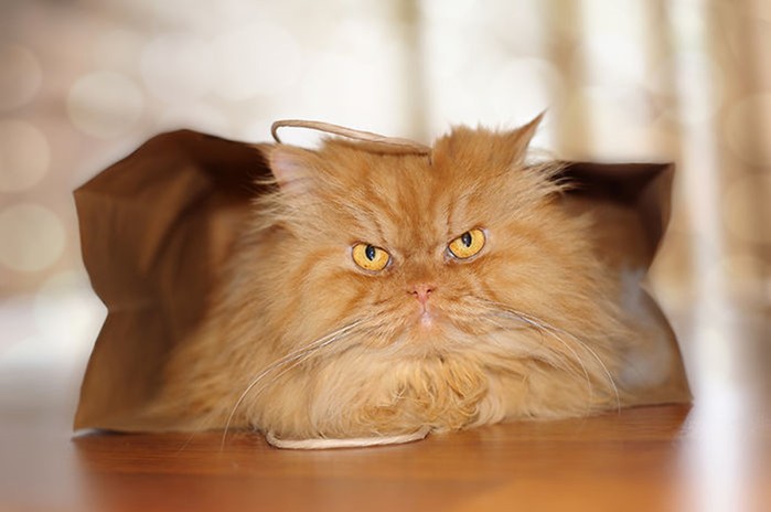 Гарфи, самый сердитый кот в мире (фото)