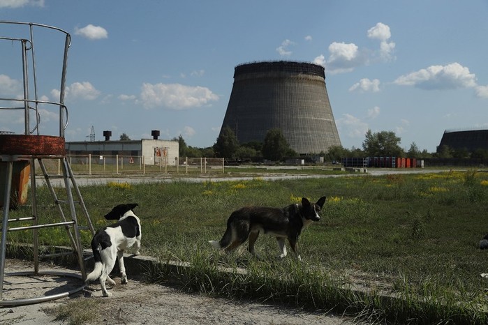 Программа «Собаки Чернобыля»   работа ветеринаров и экспертов по радиации в зоне отчуждения