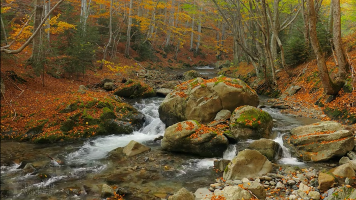 3085196_Screenshot20171012_4K_Autumn_Forest__Relaxing_Nature_Video_River_Sounds__NO_MUSIC__1_hour_Ultra_HD_2160p__YouTube (700x393, 598Kb)