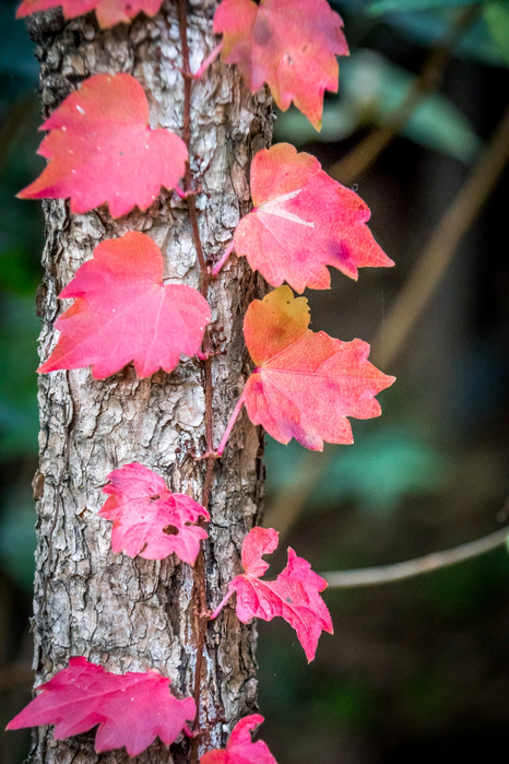 korea-leaves-autumn-autumn-colors-wallpaper (466x700, 414Kb)