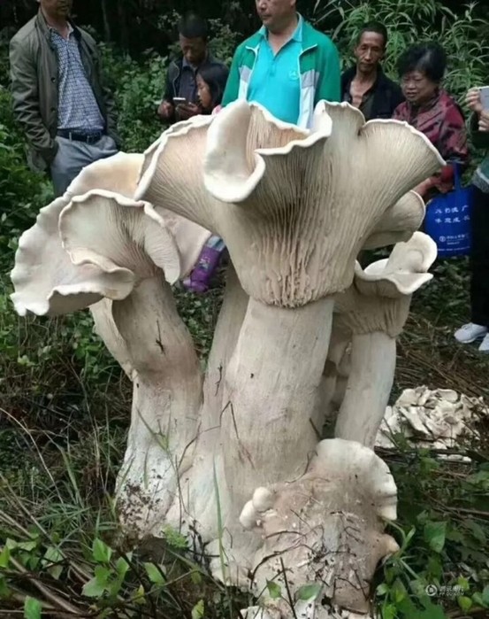 Пожилой китаец нашел короля всех грибов