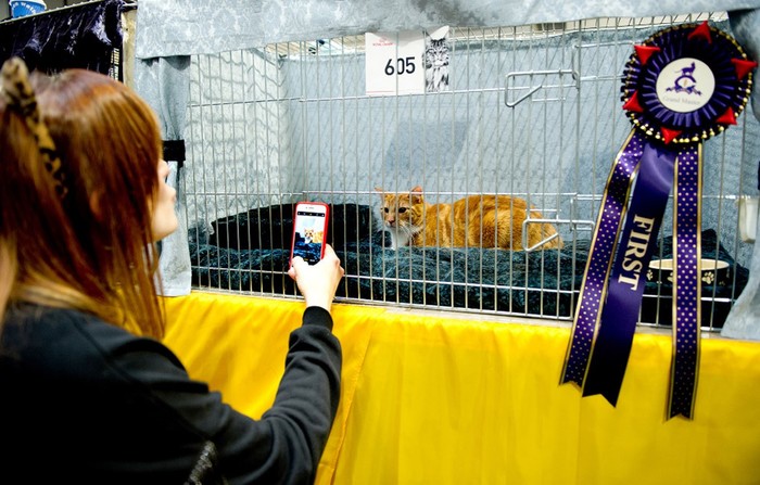 Выставка кошек в Великобритании. Сотни участников конкурса в Бирмингеме!