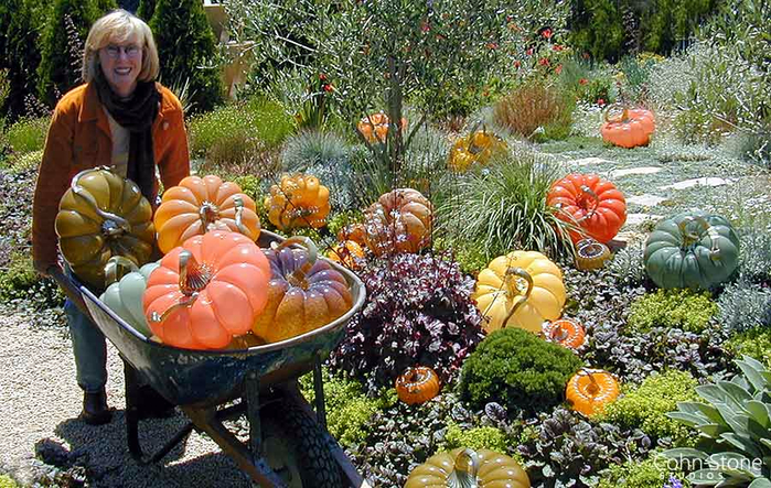 molly-stone-pumpkin-garden (700x443, 508Kb)