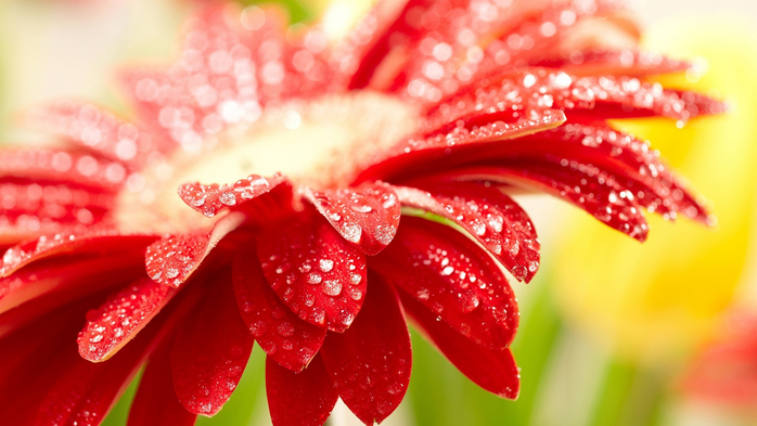 Nature___Flowers_Amazing_red_flower_075118_ (700x393, 321Kb)