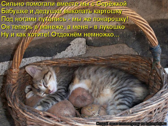 Котоматрица  - Страница 39 138224913_4