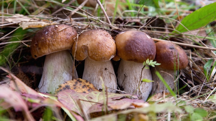  Польза белых грибов неоценима