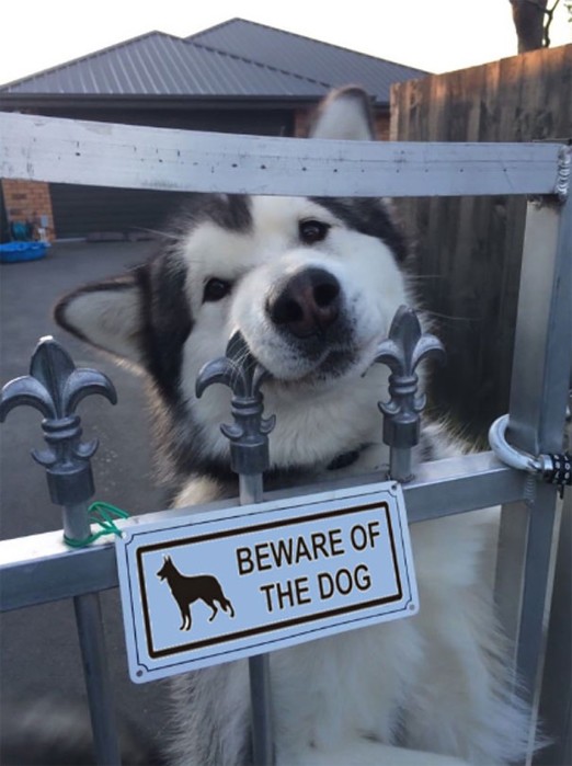 Осторожно, злые собаки! Но их почему то хочется немедленно погладить