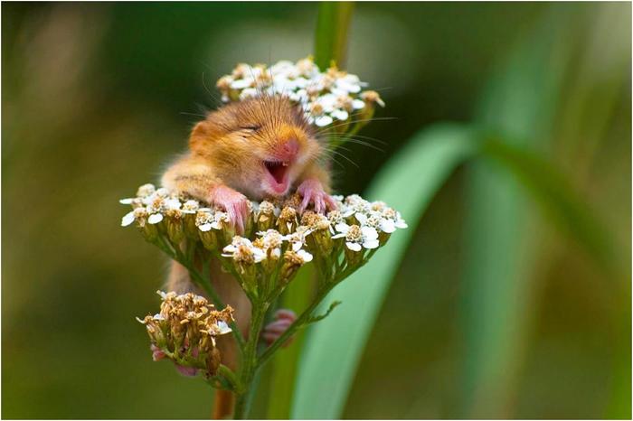 Необычный конкурс Comedy Wildlife Photography Awards 2017