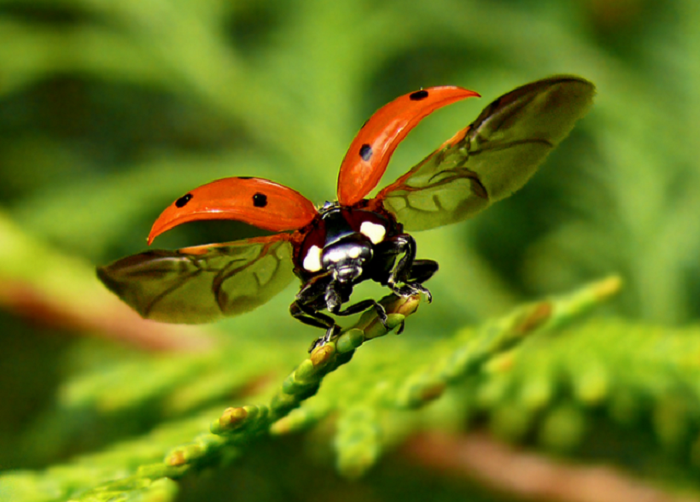 3925073_ladybug2_1 (700x502, 568Kb)