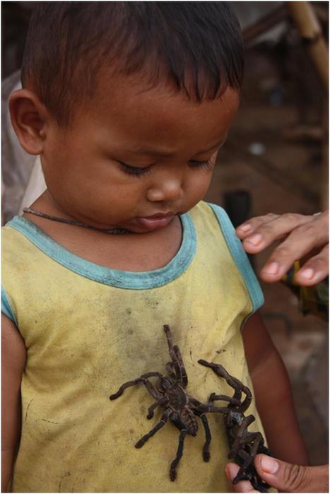 Как в Камбодже едят пауков