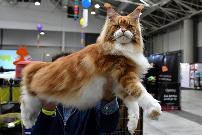 Международная кошачья выставка SuperCatShow (фотографии)