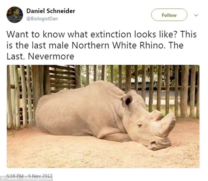 Последний в мире белый носорог слишком стар, чтобы иметь детей