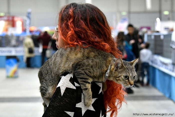 3085196_ShowsupercatsinRome15 (700x466, 249Kb)