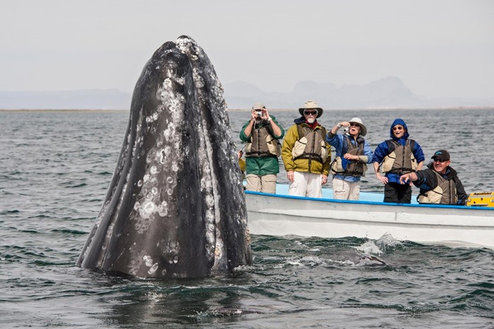 Самый дружелюбный кит в мире (фотографии)