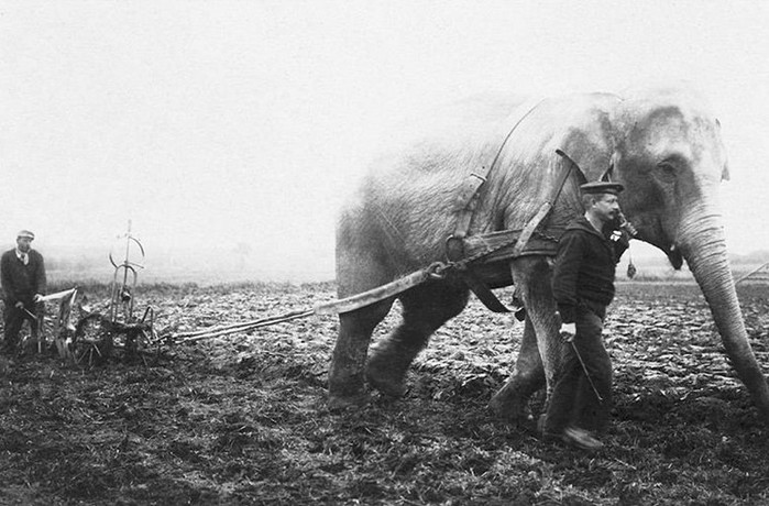 История фото: зачем люди пахали слоном землю