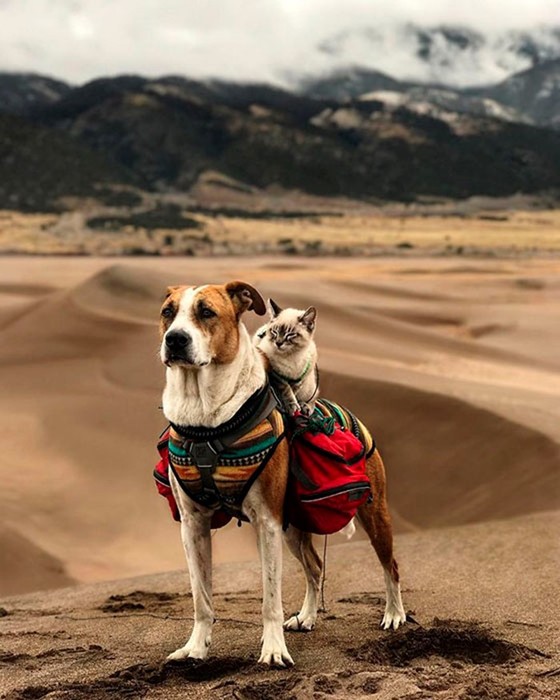 Пес и кот, которые путешествуют с хозяевами