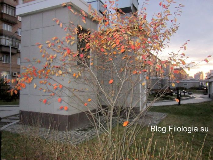 Небольшое раскидистое деревце с красивыми красноватыми листьями, облетающими на осеннем ветру.