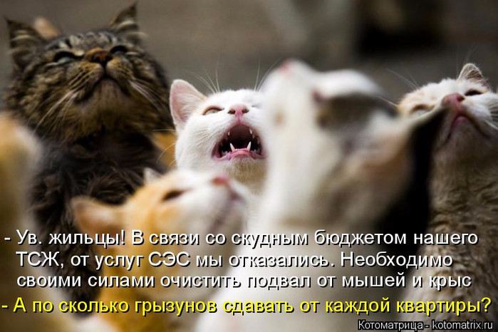 kotomatritsa_5 (700x466, 319Kb)