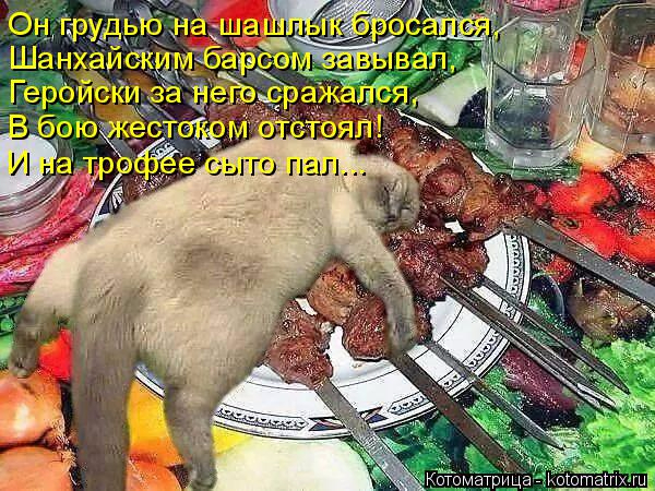 kotomatritsa_KS (600x450, 322Kb)
