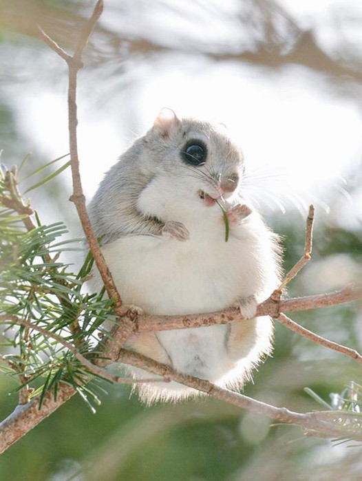 7 самых милых животных острова Хоккайдо, которые могут съесть других милых животных