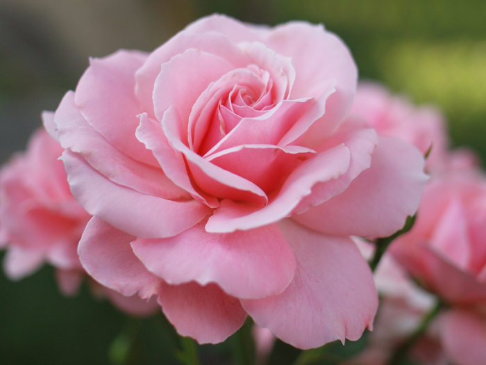 pink-rose-1382648820Khr (1) (500x400, 320Kb)