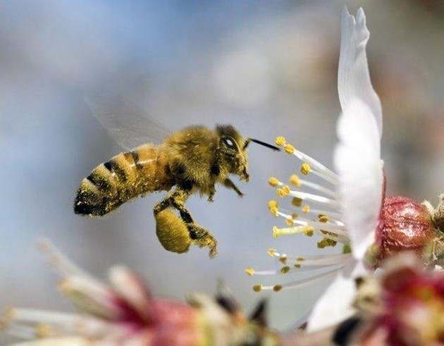 Интересные факты о пчелах и пчеловодстве