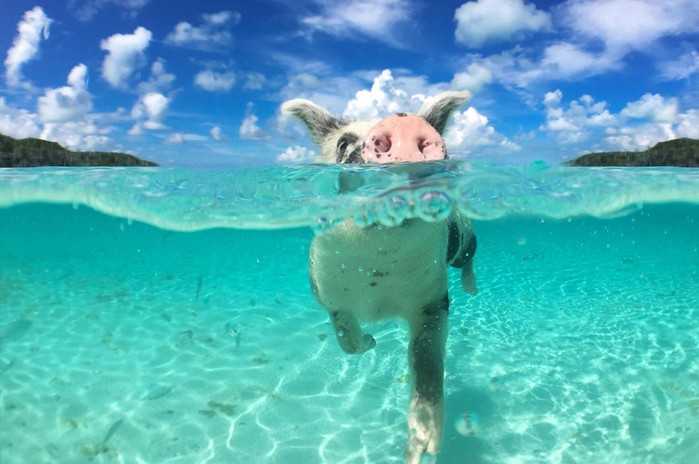 Необычные фотографии сухопутных животных, застигнутых за плаванием