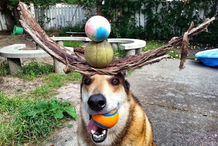 Искусство балансировки предметами демонстрирует пес Тоби
