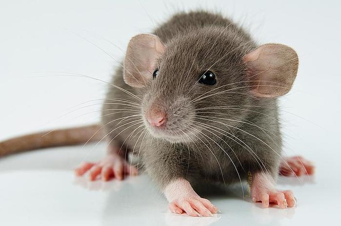 Самые неожиданные и интересные факты о крысах