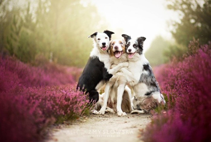Конкурс собачьей фотографии Kennel Club Dog Photographer