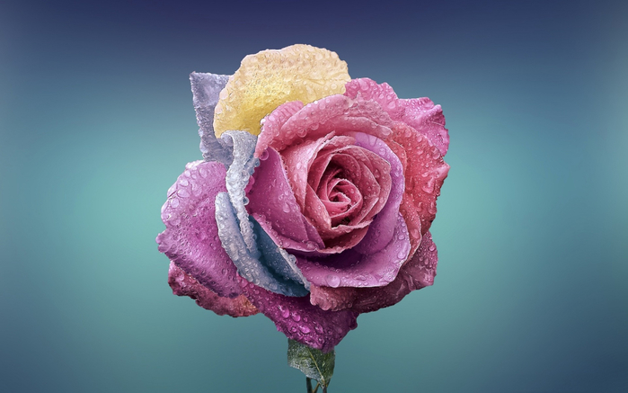 roza-lepestki-kraski-kapli-rosa (700x437, 217Kb)