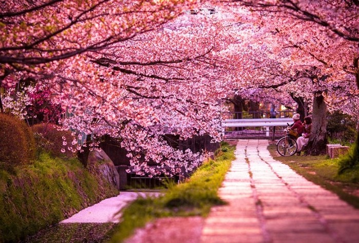 Фестиваль цветущей вишни на Тайване