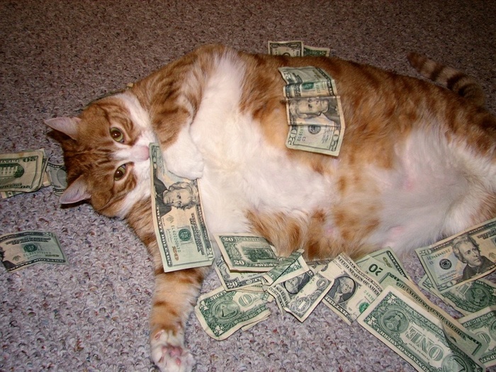 123781-money-cat (700x525, 185Kb)