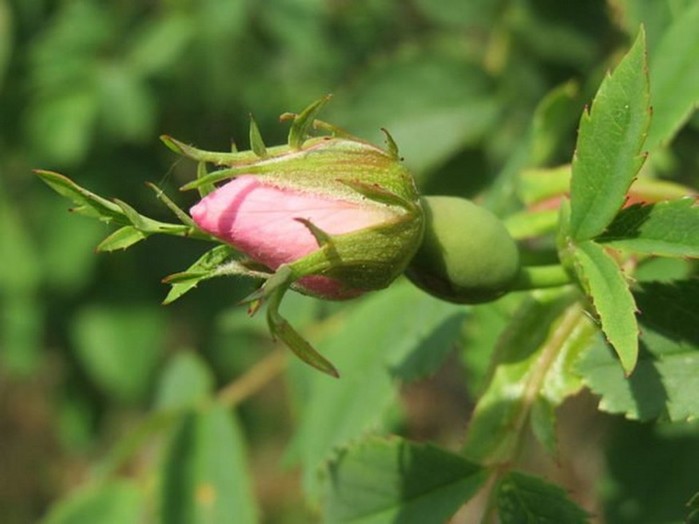 Тысячелетняя роза Хильдесхайма — удивительное чудо природы