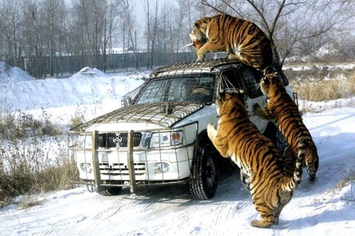 Парк Сибирских тигров в китайском Харбине
