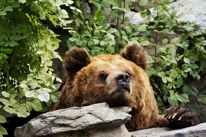 Зоопарки Китая — одна из самых интересных достопримечательностей Поднебесной