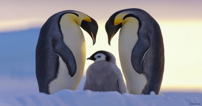 21-Incredibly-Beautiful-Penguin-Photos-That-Will-Warm-Your-Heart (700x367, 41Kb)