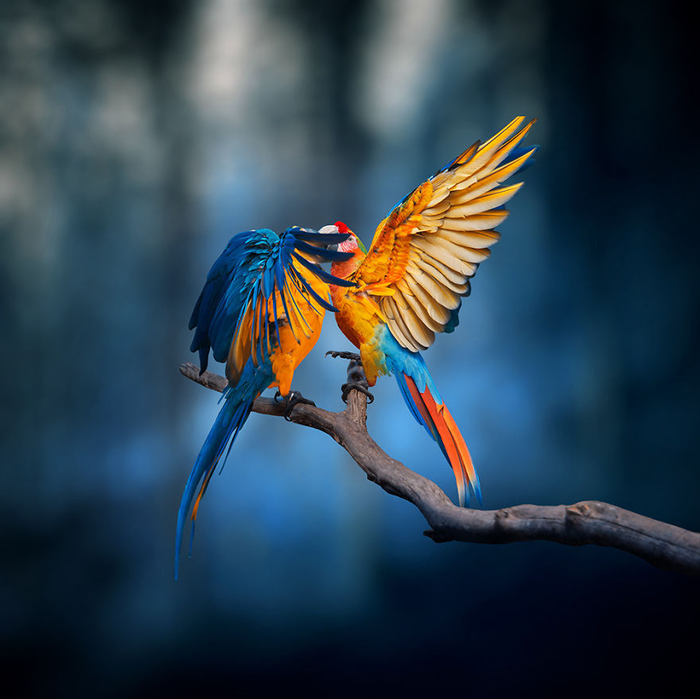 22 (700x699, 322Kb)