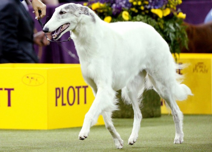 Westminster Kennel Club 2018 — конкурс собачьей красоты