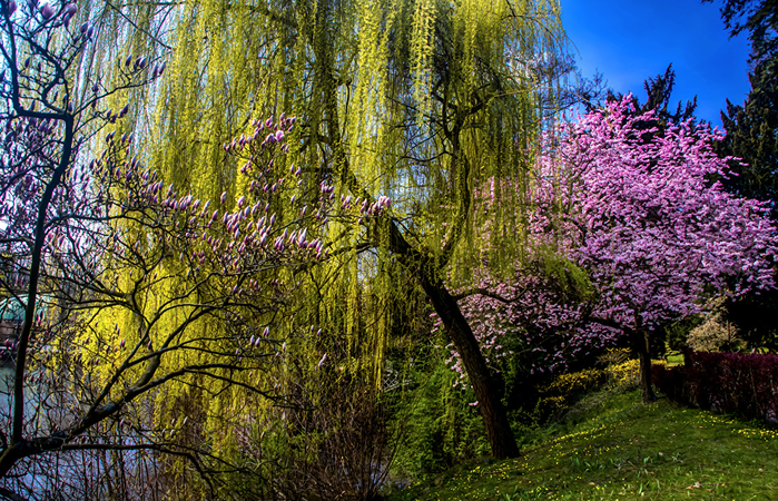 Spring_Flowering_trees_475306 (700x450, 685Kb)