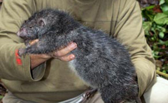Жуткие гиганты: самая большая крыса в мире