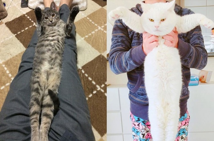 Всемирный флешмоб: фотоконкурс на самую длинную кошку
