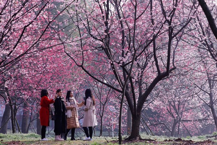 Цветение сакуры в Токио: национальный парк Синдзюку гёэн