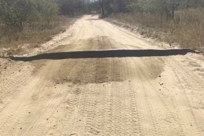 «Лежачий полицейский» по африкански: огромная змея перегородила дорогу (видео)