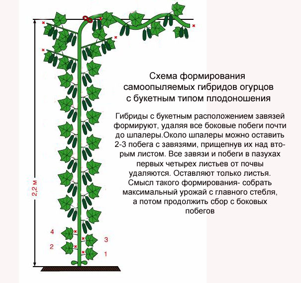 Shema-formirovanija-partenokarpicheskih-gibridov-s-buketnym-tipom-plodonoshenija. (605x570, 81Kb)