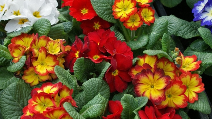 primula_cvety_mnogo_yarkie_raznye_28426_1600x900 (700x393, 169Kb)